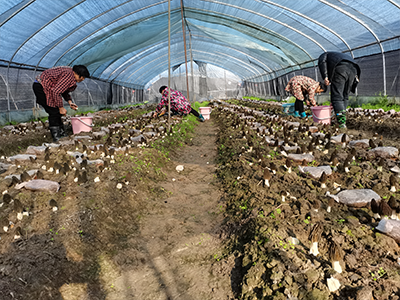基地羊肚菌仿野生培育 基地羊肚菌仿野生培育